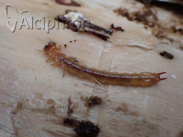 Pyrochroa serraticornis