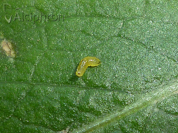 Liriomyza taraxaci