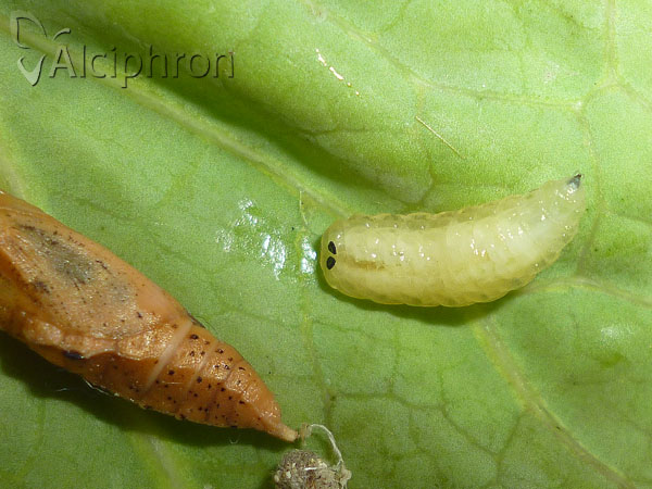 Epicampocera succincta