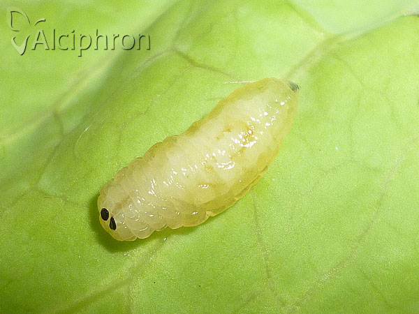 Epicampocera succincta
