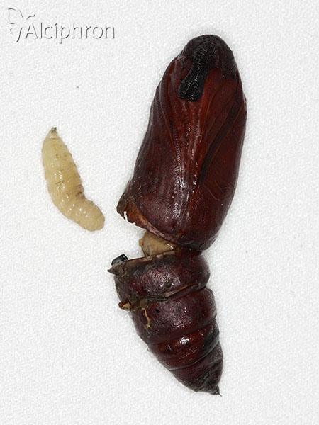 Winthemia quadripustulata