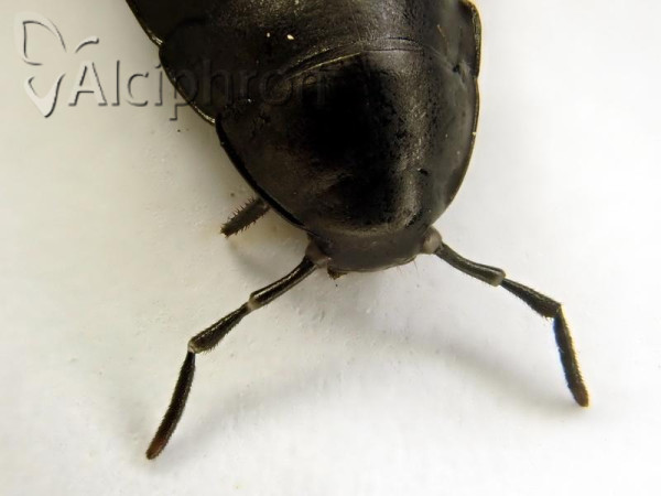 Silpha carinata