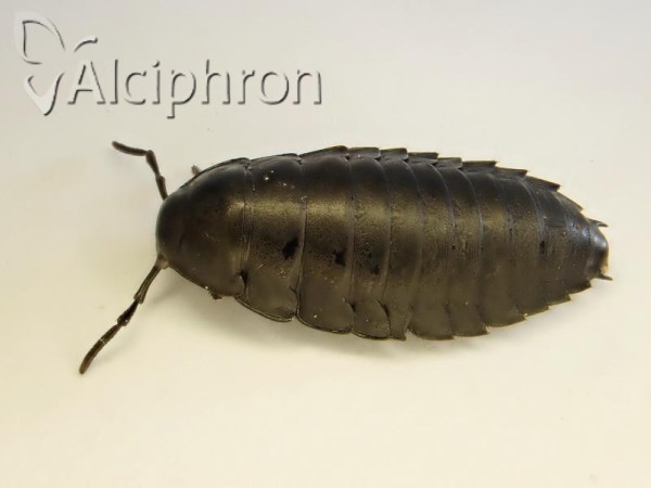 Silpha carinata