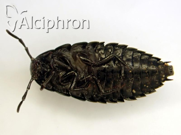 Silpha carinata