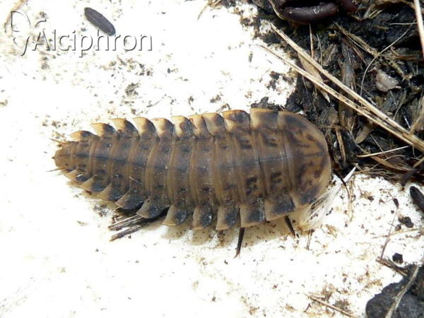 Silpha obscura