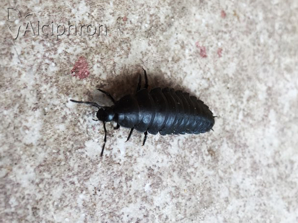 Ablattaria laevigata
