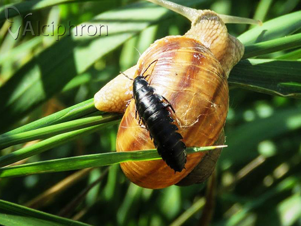 Ablattaria laevigata