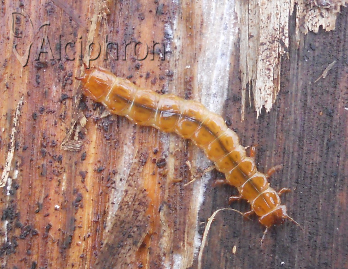 Cucujus cinnaberinus