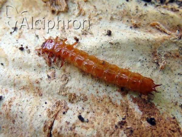 Cucujus cinnaberinus