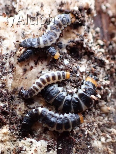 Lygistopterus sanguineus