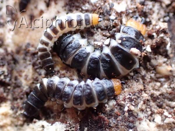 Lygistopterus sanguineus