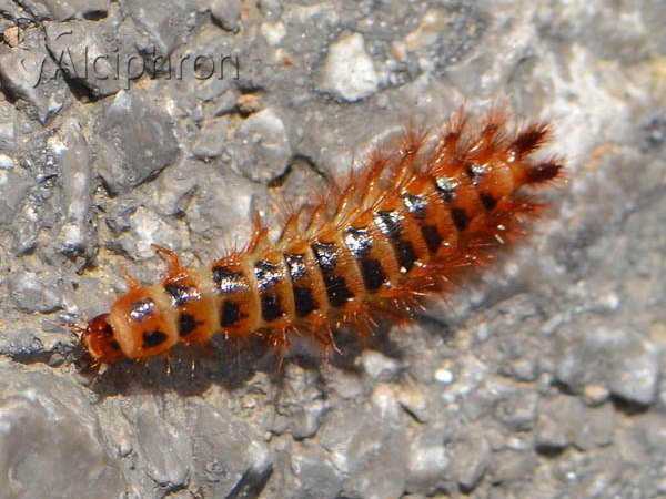 Drilus flavescens