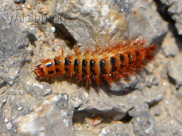 Drilus flavescens