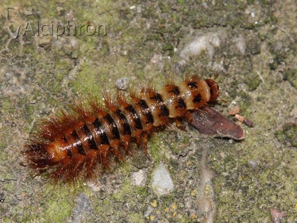 Drilus flavescens