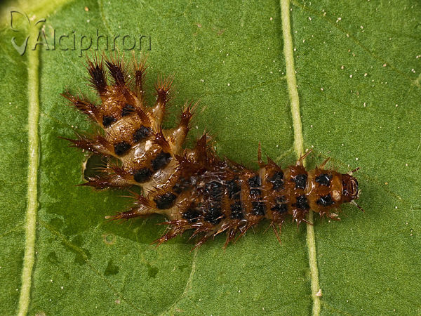 Drilus flavescens