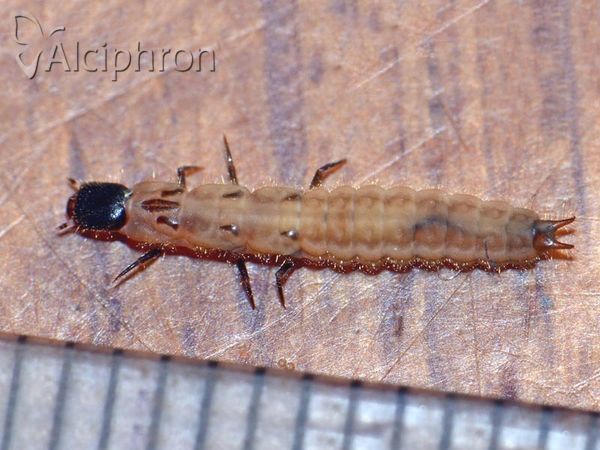 Malachius aeneus