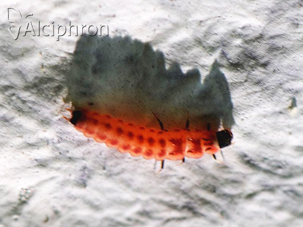 Malachius aeneus
