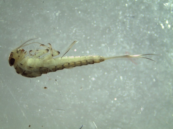 Baetis rhodani