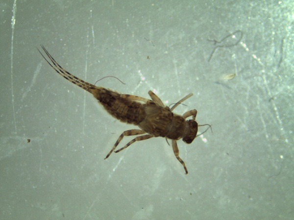 Serratella ignita