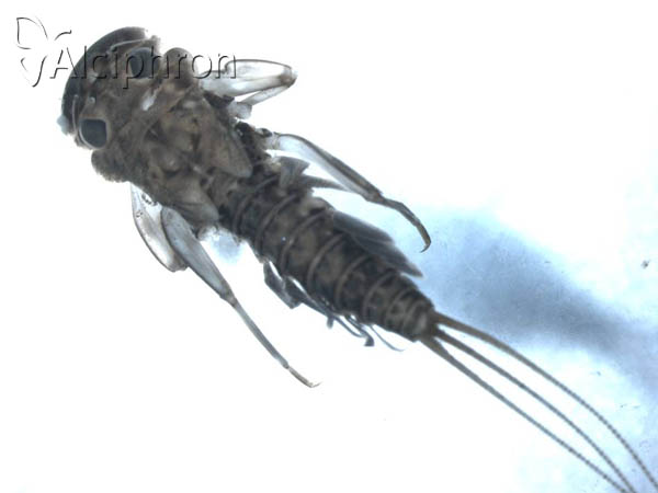 Electrogena lateralis