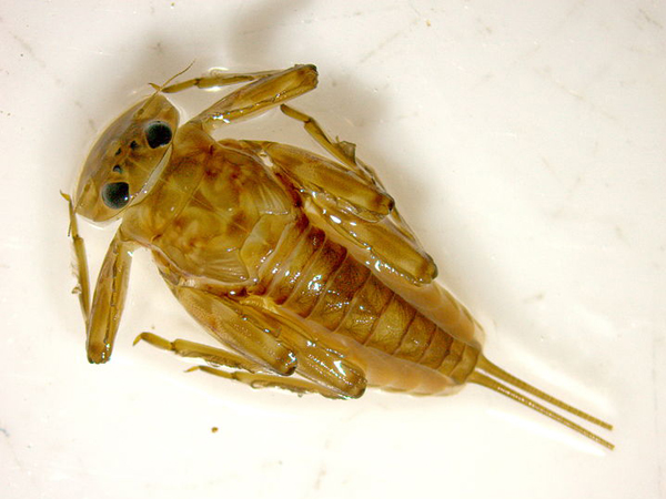 Epeorus sylvicola