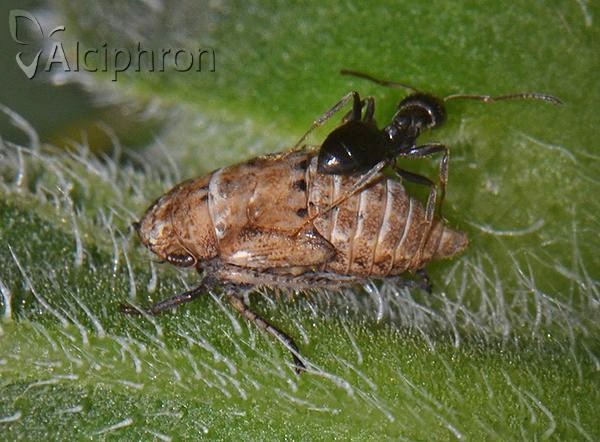 Selenocephalus obsoletus