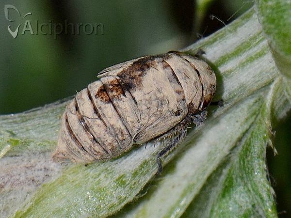 Selenocephalus obsoletus
