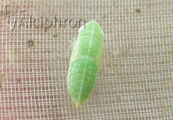Graphocraerus ventralis