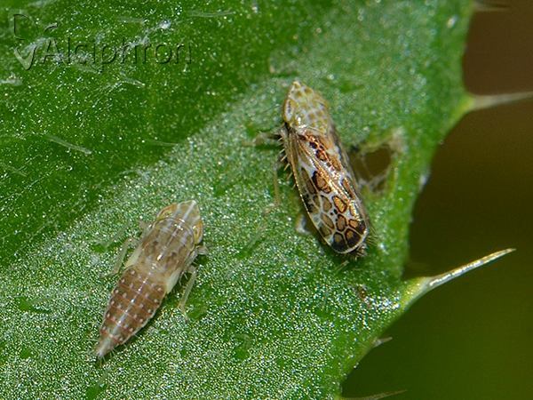 Errastunus ocellaris