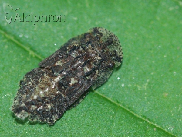 Ledra aurita