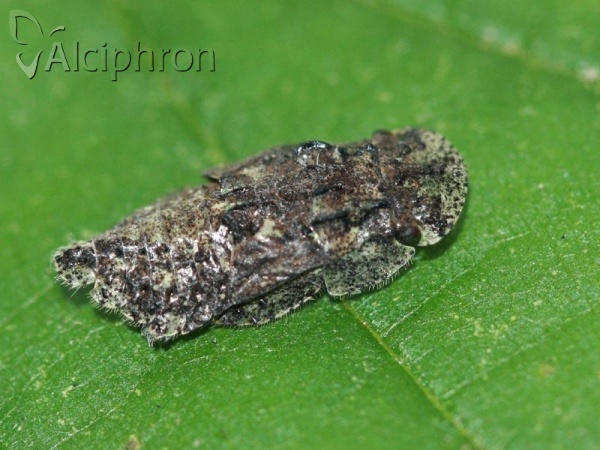 Ledra aurita
