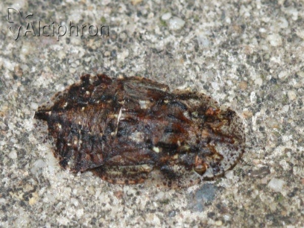 Ledra aurita