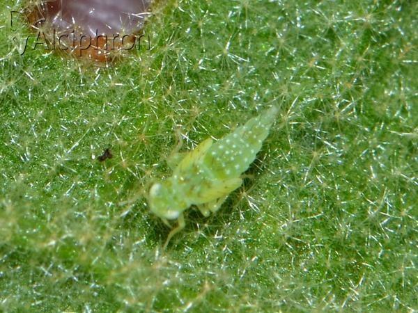 Micantulina stigmatipennis