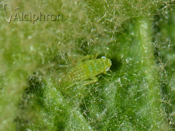 Micantulina stigmatipennis
