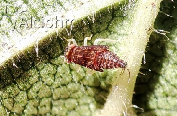 Erasmoneura vulnerata