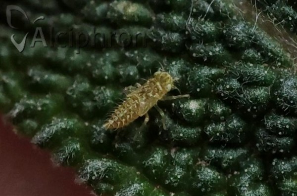 Eupteryx decemnotata