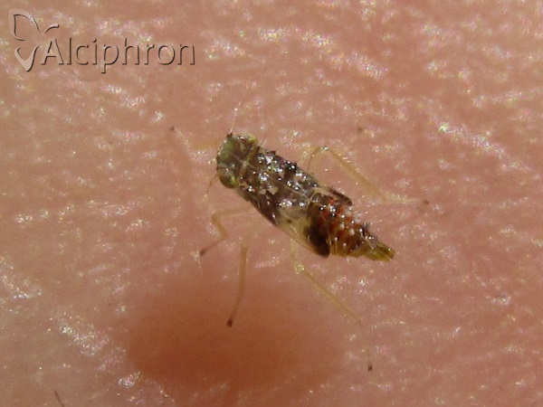 Eupteryx florida