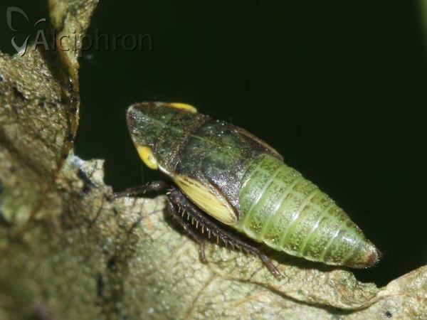 Aphrodes makarovi
