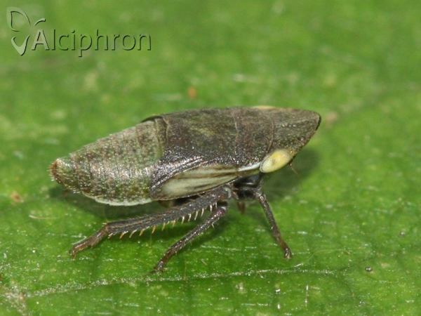 Aphrodes makarovi