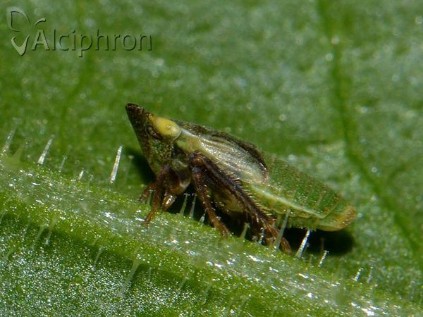 Aphrodes makarovi