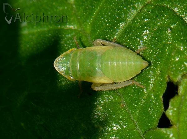 Aphrodes makarovi