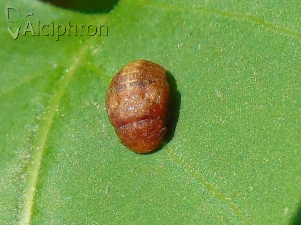 Penthimia nigra
