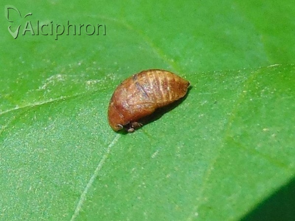 Penthimia nigra