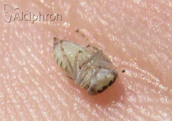 Stenidiocerus poecilus