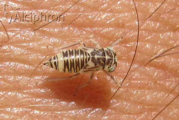 Stenidiocerus poecilus