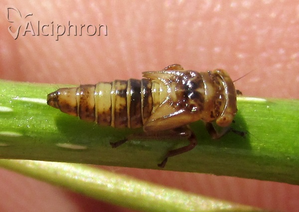 Acericerus heydenii