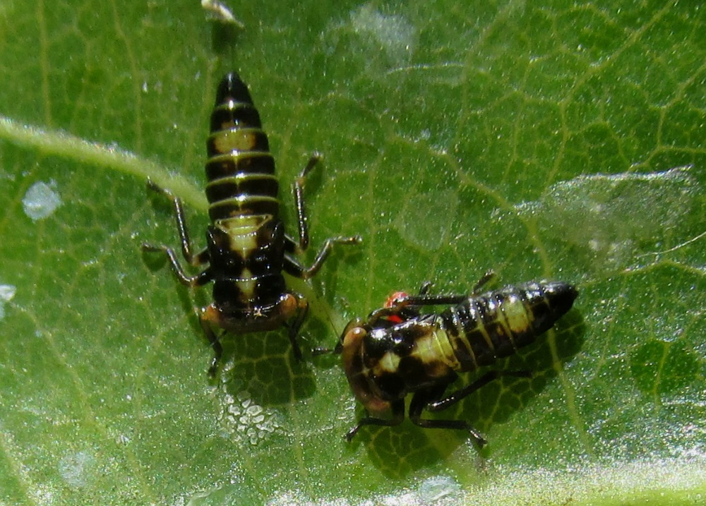Acericerus heydenii