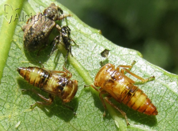 Acericerus heydenii