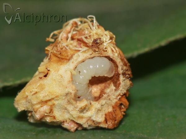 Diplolepis rosae