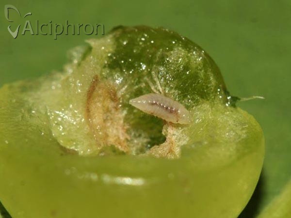 Cynips quercusfolii